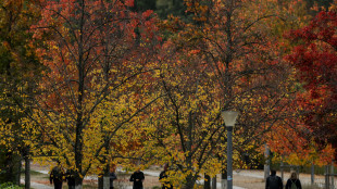 Bozza clima 2040, freno emergenza per assorbimenti naturali Co2