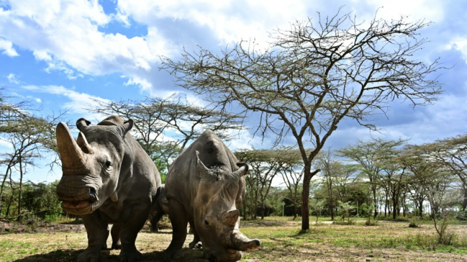 Forscher: &quot;Meilenstein&quot; bei Bem&uuml;hungen um Rettung seltener Nashornarten