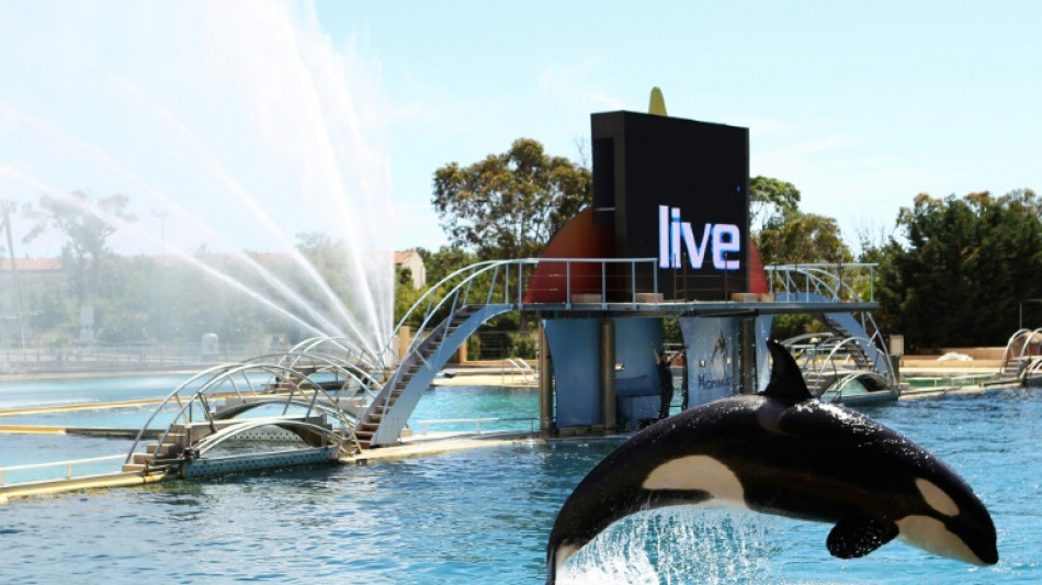Le ton monte autour des orques de Marineland, toujours dans l'impasse