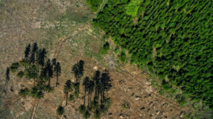 Umweltverband fordert "Waldwende" von Bund und L&auml;ndern 