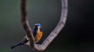 P&aacute;jaros, escarabajos e insectos podr&iacute;an ayudar a reemplazar los pesticidas, seg&uacute;n un estudio