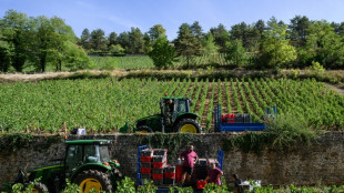 Fran&ccedil;a registra menor produ&ccedil;&atilde;o de vinho desde 1957 por seca e ondas de calor