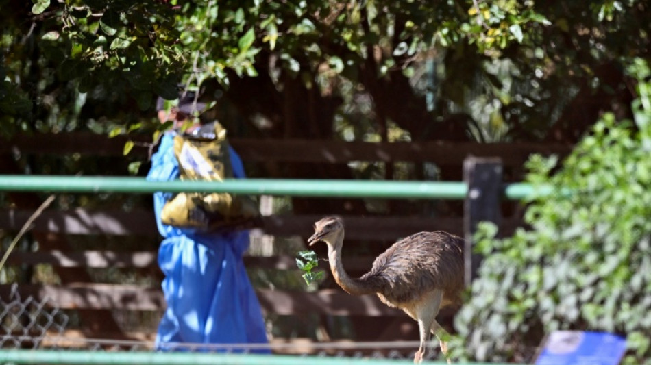 Brasil dice haber contenido el brote de gripe aviar que afectó sus exportaciones