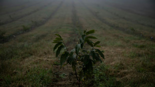 For blight-ridden American chestnut tree, rebirth may be in offing