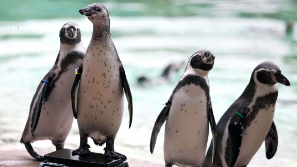 Brasile, a Rio record di salvataggi di pinguini migratori