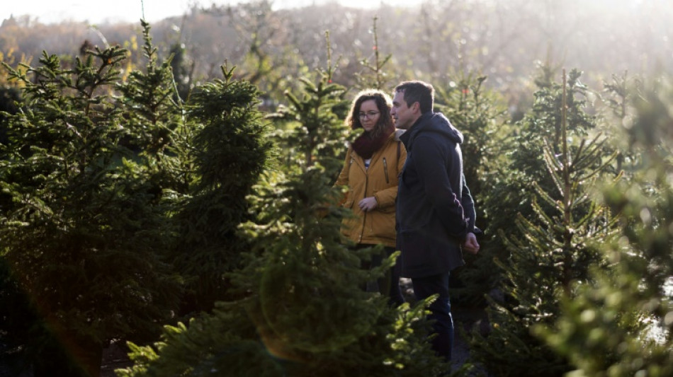 Rent-a-tree firm helps Londoners have a sustainable Christmas