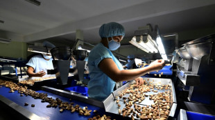 La casta&ntilde;a o nuez amaz&oacute;nica, la otra v&iacute;ctima de la deforestaci&oacute;n en Bolivia
