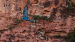 En peligro de extinci&oacute;n, los guacamayos frenan parque e&oacute;lico en Brasil