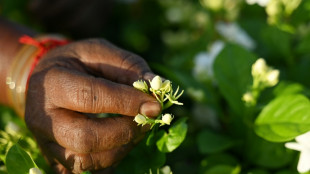 El jazm&iacute;n de India, discreto ingrediente de la perfumer&iacute;a del mundo