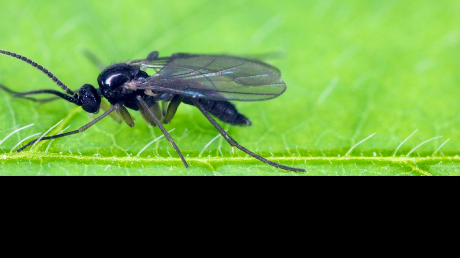A Singapore scoperte 115 nuove specie di moscerini dei funghi