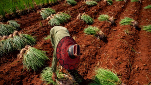 En Cuba, cada vez m&aacute;s alimentos importados que cultivados