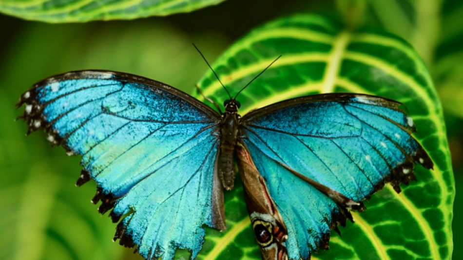 Les fortes chaleurs ternissent l'&eacute;clat du papillon morpho, selon une &eacute;tude
