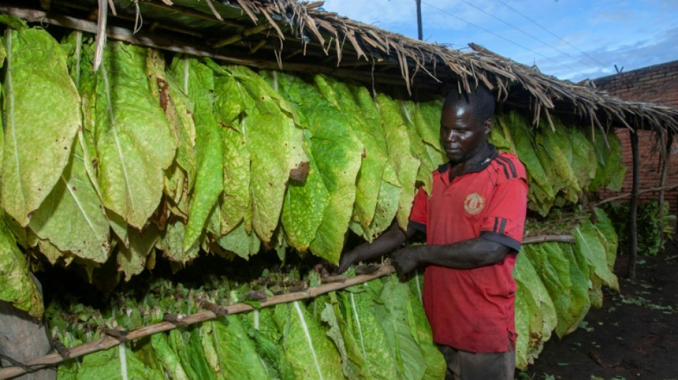 Malawi: le march&eacute; au plus bas, des producteurs de tabac misent sur le cannabis