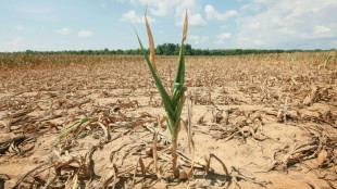 Studie: Klimawandel steigert Risiko gleichzeitiger Dürren in Getreideanbaugebieten