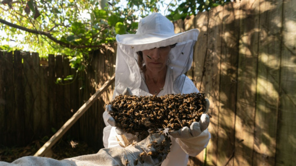 "Defensora de las abejas" retira colmenas de forma ecol&oacute;gica en EEUU