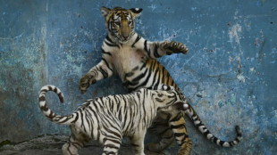 A Cuban zoo, and its animals, in epic battle for survival