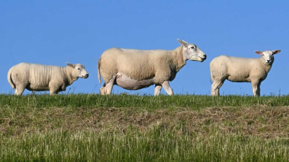 Regionalzug fährt in Schleswig-Holstein in 50-köpfige Schafherde