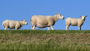 Regionalzug fährt in Schleswig-Holstein in 50-köpfige Schafherde