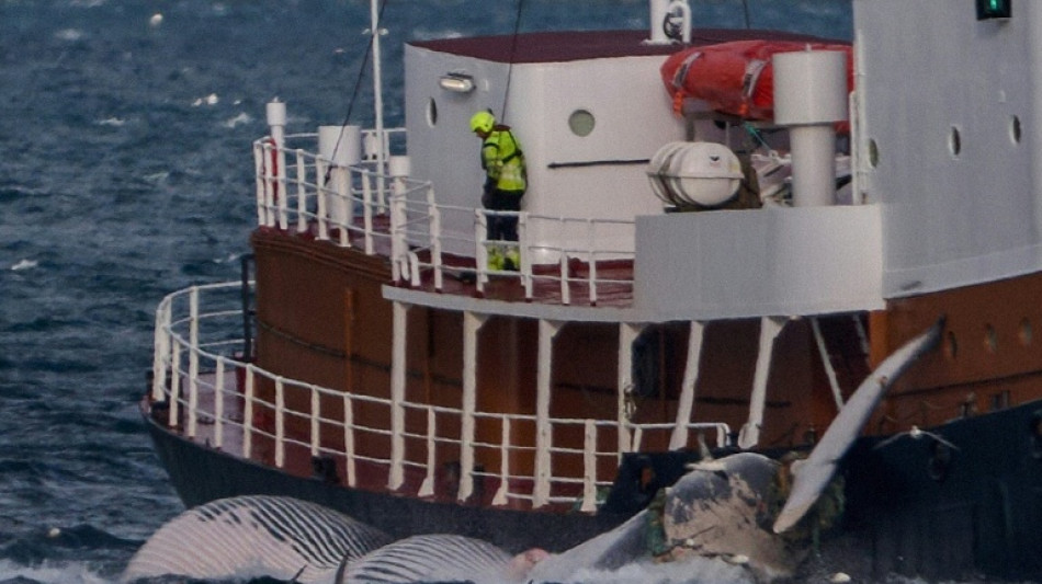 Islande: le dernier baleinier menace de porter plainte si la chasse est interdite 
