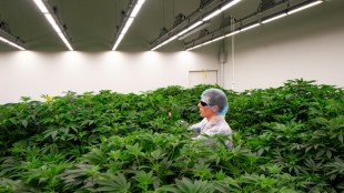 Pa&iacute;ses Bajos ampl&iacute;a a otras ocho ciudades su prueba de consumo legal de cannabis