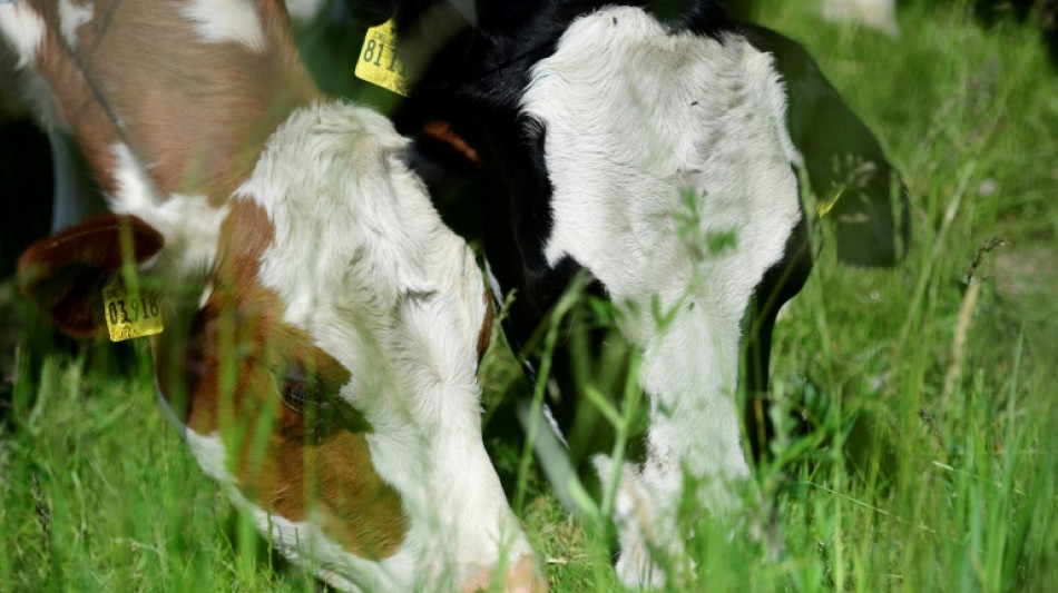 Molkereien erwarten noch einmal deutlich steigende Preise f&uuml;r Milchprodukte