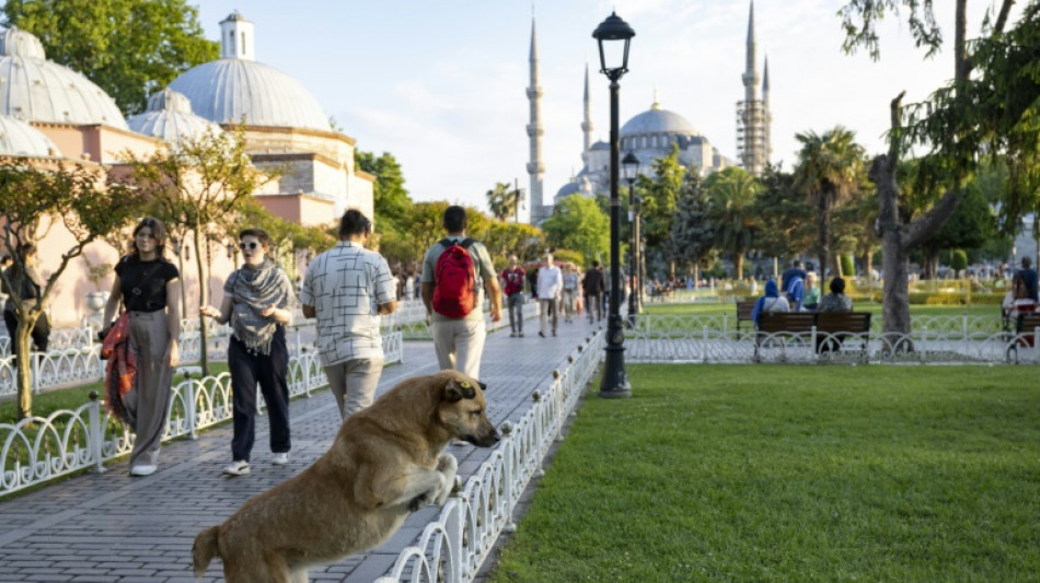 Milhares protestam em Istambul contra plano de abate de c&atilde;es de rua