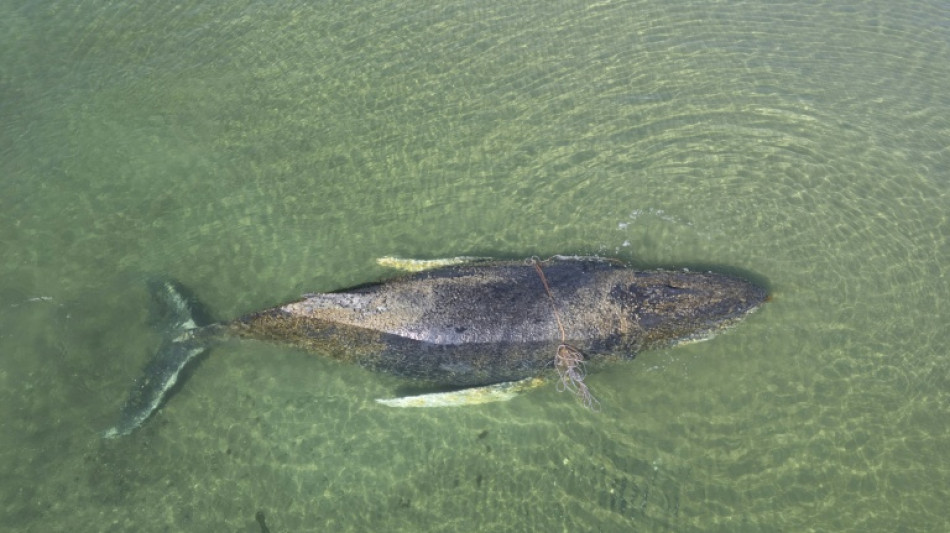 In Ostsee gestrandeter Buckelwal &uuml;ber Nacht verschwunden