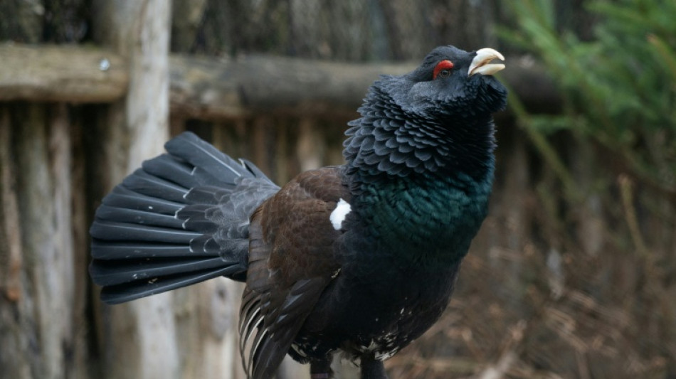 Le lagop&egrave;de alpin et le grand t&eacute;tras class&eacute;s comme oiseaux prot&eacute;g&eacute;s en France 