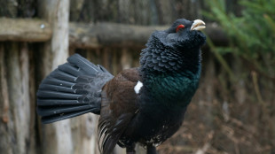 Le lagop&egrave;de alpin et le grand t&eacute;tras class&eacute;s comme oiseaux prot&eacute;g&eacute;s en France 