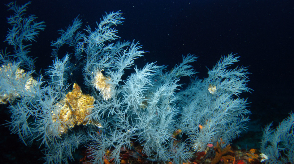 Dai suoni sottomarini il battito che rivela la salute del mare