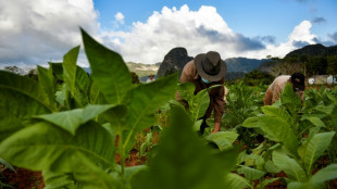 La exportaci&oacute;n de puros habanos creci&oacute; un 2% en 2022 