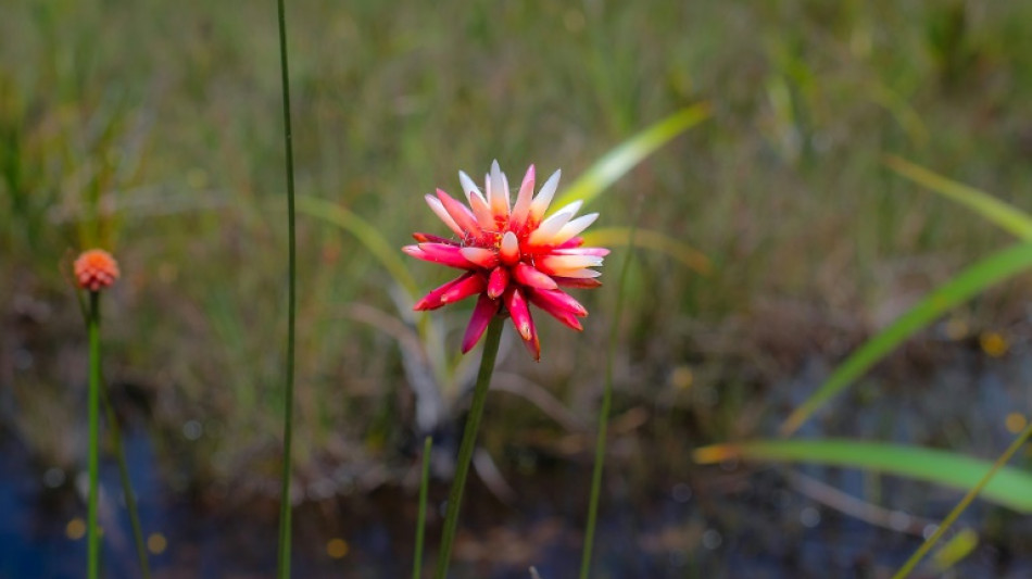 De "maleza" a emblema: una flor amaz&oacute;nica adorna la COP16 en Colombia