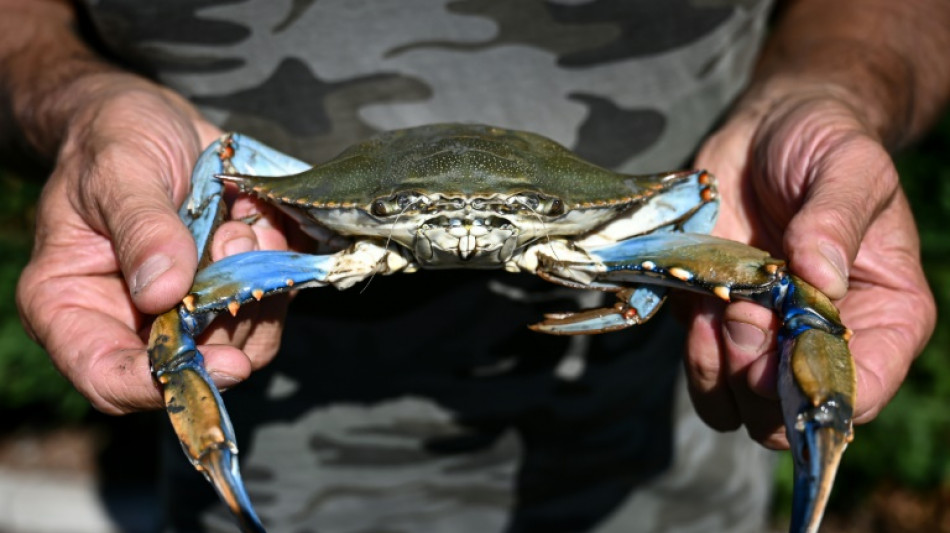 Los pescadores de almejas en Italia temen "invasi&oacute;n" de cangrejos azules