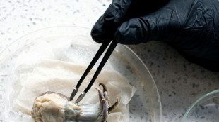 Pulpo azul que deslumbr&oacute; a la ciencia regresa a Gal&aacute;pagos
