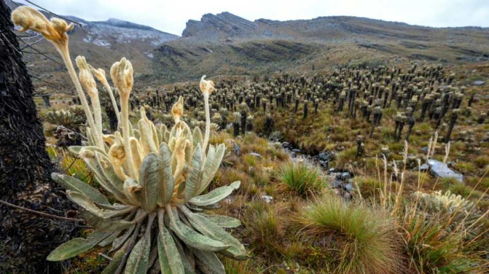 Colombia viol&oacute; derechos de pueblo ind&iacute;gena con proyectos extractivos, concluye Corte IDH