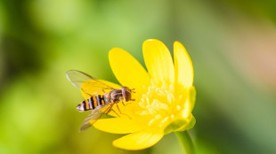 Un paso en los Pirineos permite la migraci&oacute;n masiva de insectos hacia Espa&ntilde;a