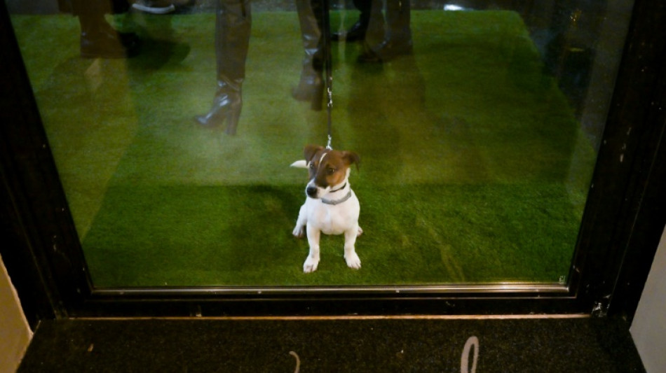 Los perros de Roma ya tienen su restaurante gurm&eacute;