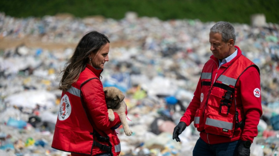 Vets bid to save Kosovo's stray dogs from cull through sterilisation