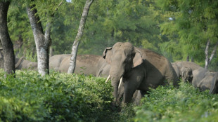 El elefante asi&aacute;tico perdi&oacute; 66% de su h&aacute;bitat en tres siglos 