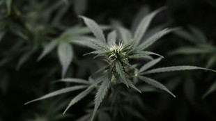 Ermittler entdecken nach Hausbrand in Nordrhein-Westfalen gro&szlig;e Marihuanaplantage