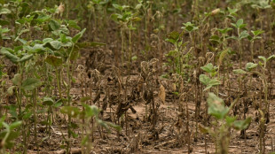 Por una sequ&iacute;a hist&oacute;rica, la producci&oacute;n de soja se derrumb&oacute; un 51,5% en Argentina
