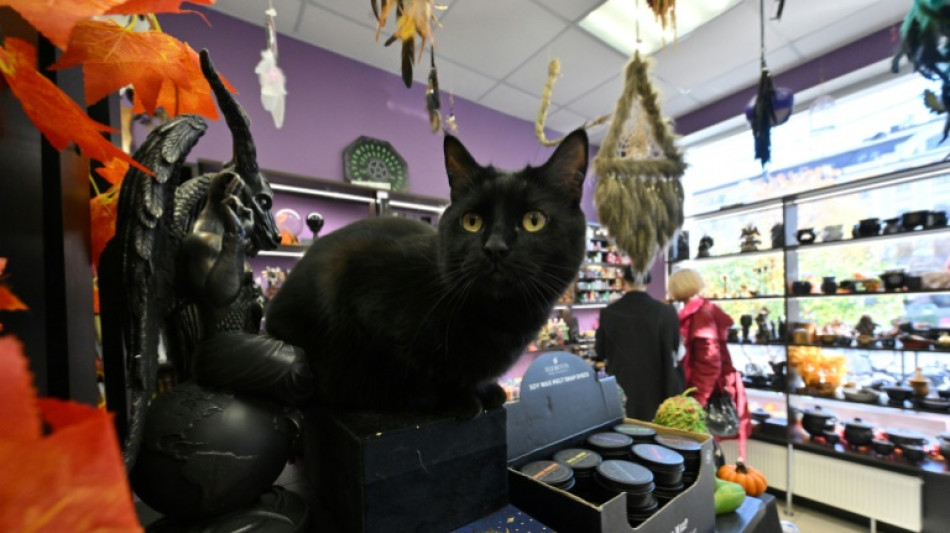 Una ciudad espa&ntilde;ola proh&iacute;be adoptar gatos negros en Halloween para evitar ritos y malos tratos