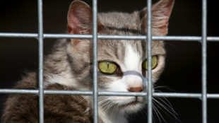 Hunde und Katzen: EU-Parlament beschlie&szlig;t Chippflicht gegen illegalen Handel