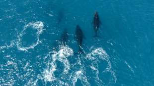 Investigadores captan a una ballena jorobada que parece en duelo por su cr&iacute;a muerta