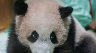 Indon&eacute;sie: le premier panda g&eacute;ant de l'archipel s'appr&ecirc;te &agrave; charmer le public