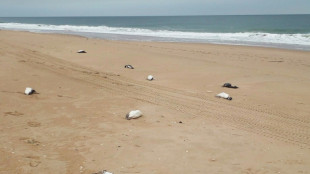 Unos 2.000 ping&uuml;inos aparecen muertos en las costas de Uruguay