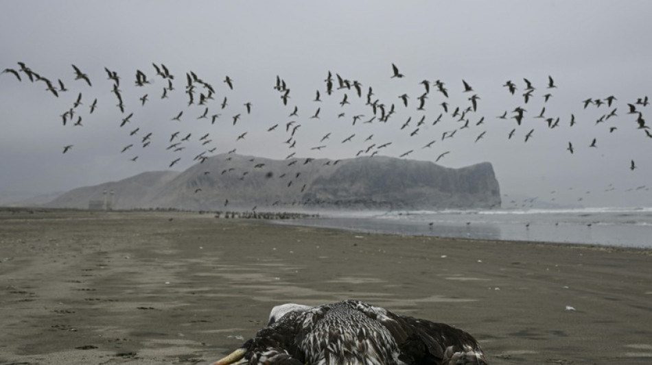 Per&uacute; reporta muerte de 585 lobos marinos y 55.000 aves por influenza aviar