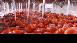 Vola export conserve pomodoro verso Usa, +11,4% nei primi sette mesi 2026