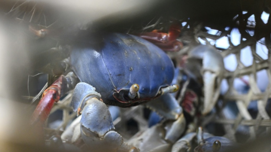 Bericht: Invasive Arten breiten sich wegen Erderw&auml;rmung in Weltmeeren aus