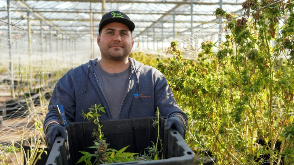 En Nueva York, los productores de cannabis atrapados por fallos en la legislaci&oacute;n 